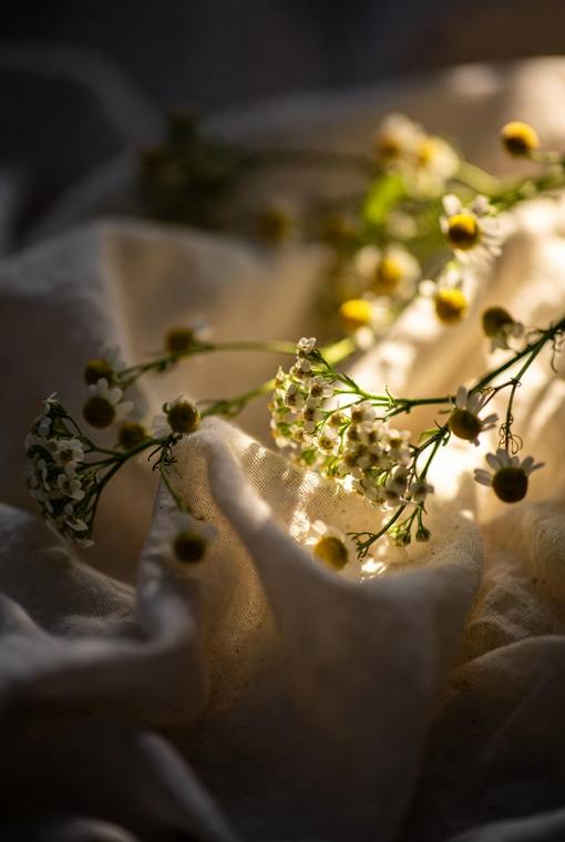 Macro & Textures 01