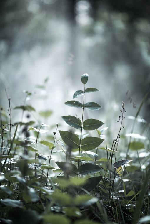 Macro & Textures 05