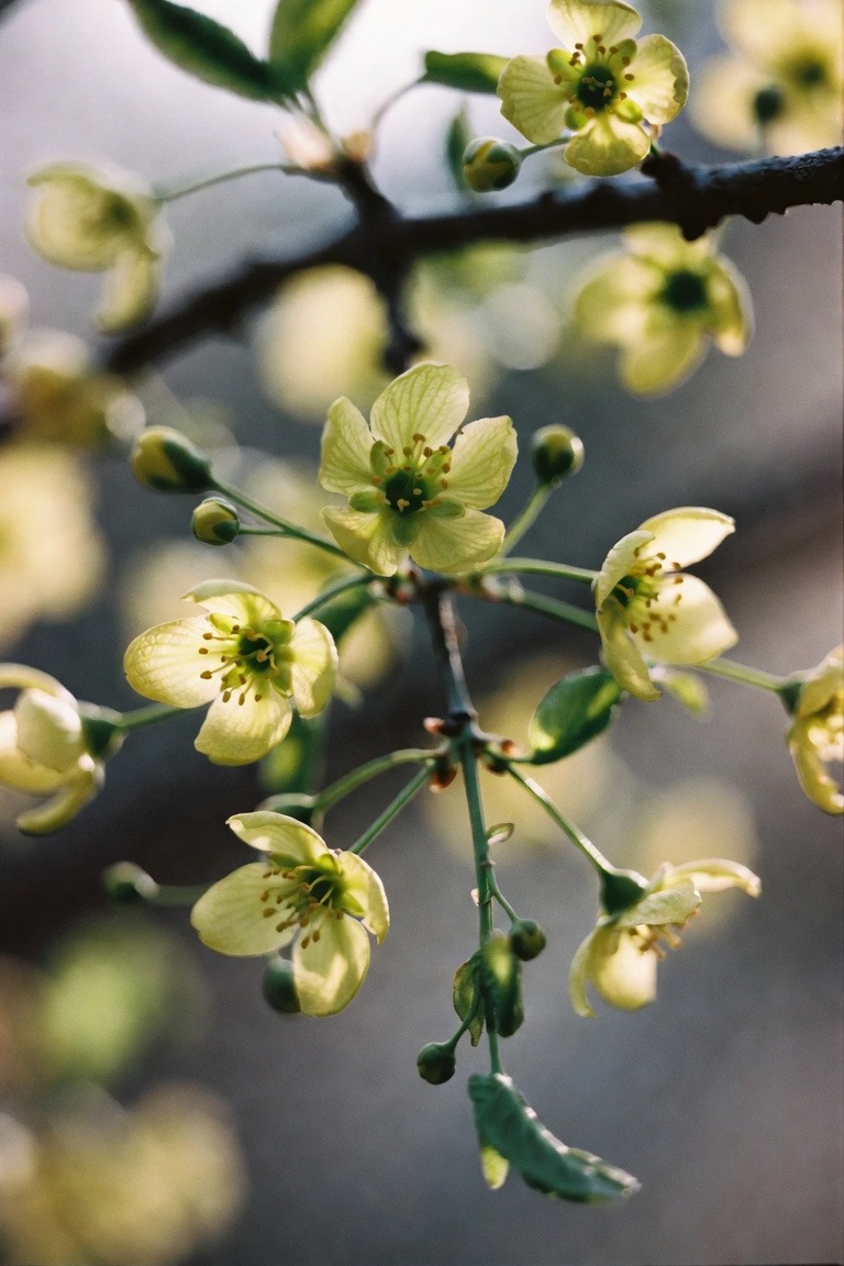 Spring blossom macro
