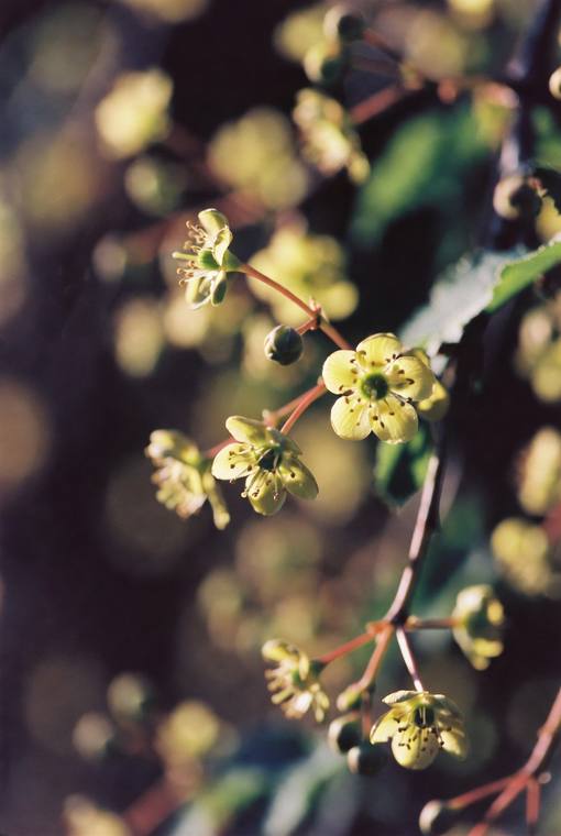 Macro & Textures 11
